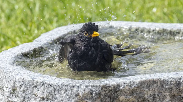 Itt Ideje Egy Feketerigó Fürdésnek Nyáron — Stock Fotó
