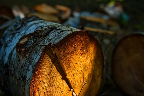 Snímek Makra Rozříznutém Kmeni Stromu — Stock fotografie