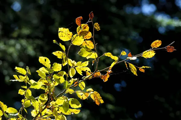 나뭇잎을 비추고 아름다운 — 스톡 사진