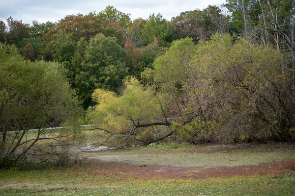 Una Hermosa Toma Árboles Otoñales Árboles Caídos Parque Delaware —  Fotos de Stock