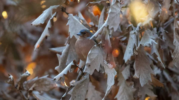 Chaffinch Ένα Κρυμμένο Κλαδί — Φωτογραφία Αρχείου