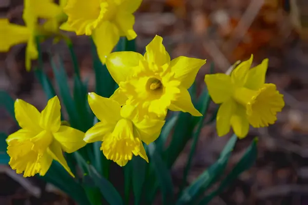 Eine Nahaufnahme Schöner Gelber Narzissenblüten Einem Garten — Stockfoto