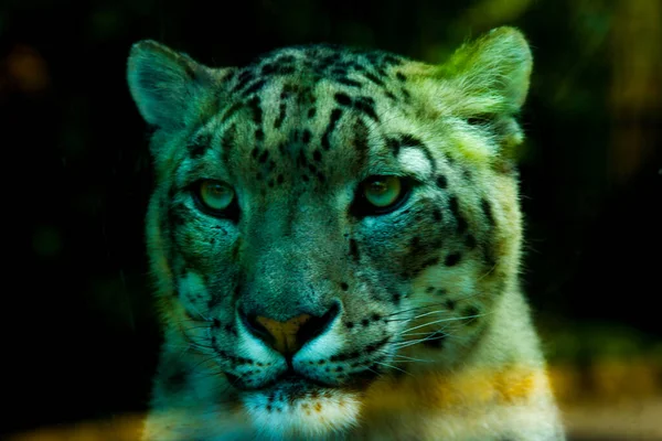 Egy Sötét Közeli Felvétel Egy Tigris Fejéről Amint Kamerát Bámulja — Stock Fotó