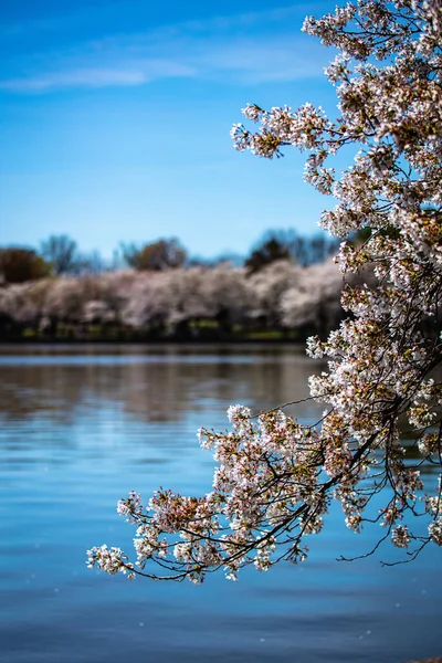 三月的晴天里 在蓝天的背景下 一棵春天樱花树的垂直拍 — 图库照片