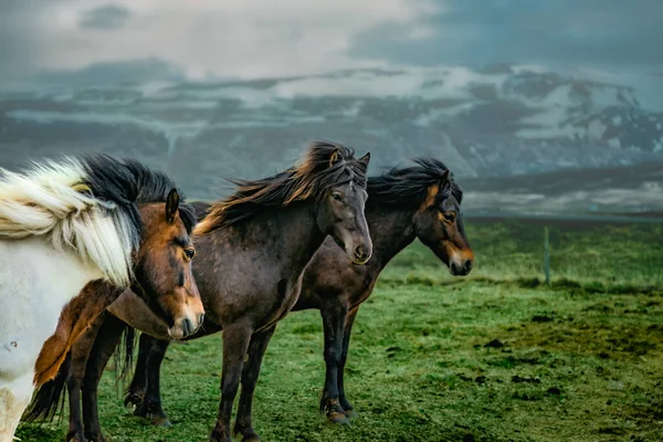 Três Cavalos Pasto Gramado Com Montanhas Nevadas Fundo — Fotografia de Stock