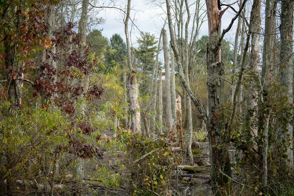 Piękne Zdjęcie Jesiennych Drzew Parku Delaware Usa — Zdjęcie stockowe