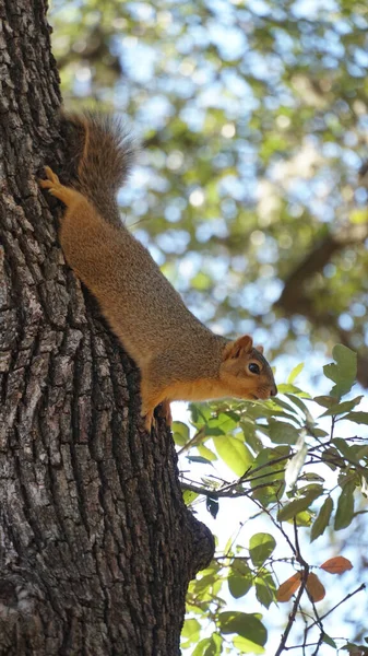 Closeup Shot Cute Squirrel Climbing Tree Food Garden Bokeh Focus — Stock Photo, Image