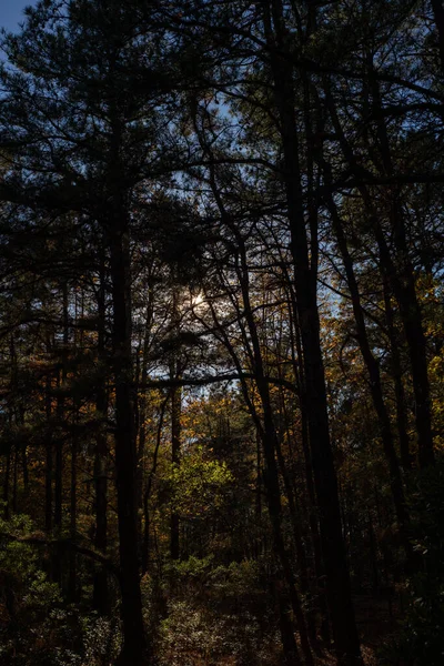 Vertikální Záběr Stromů Tvrdého Dřeva Rostoucích Lese Pod Slunečním Svitem — Stock fotografie