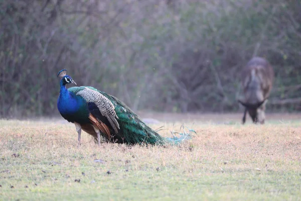 Närbild Vacker Peacock Ett Reservat Lusaka Zambia — Stockfoto