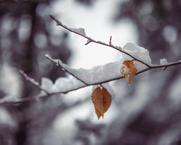 Closeup Shot Tree Twig Layer Snow Couple Dry Leaves Ready — Stockfoto