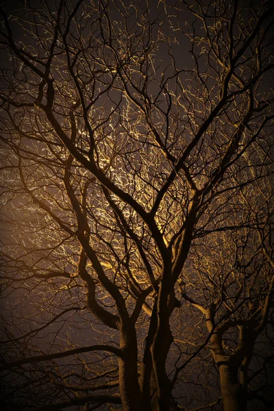 月明かりに照らされた木のシルエットの垂直ショット — ストック写真