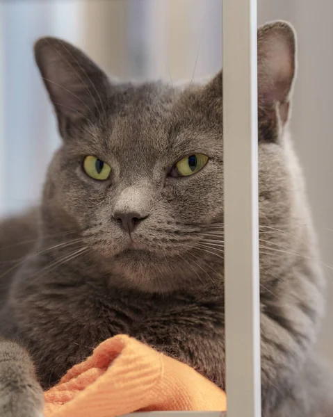 Vertical Portrait Cute Grey Cat — Stock Photo, Image