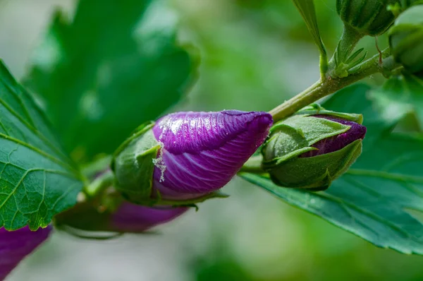 Zbliżenie Ujęcie Pięknego Różowego Pączka Hibiskusa — Zdjęcie stockowe