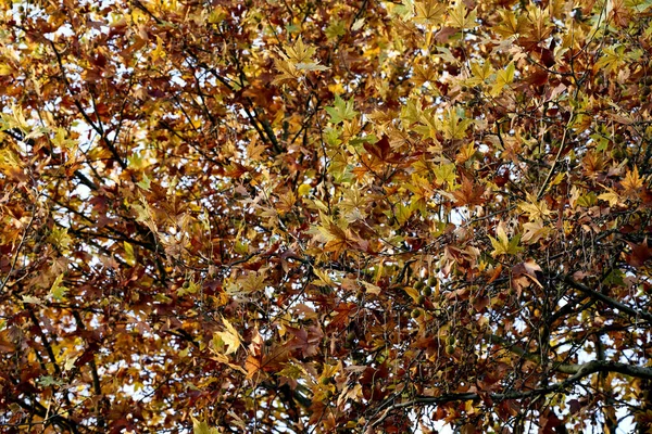 Uma Foto Cênica Lindo Outono Laranja Folhas Amarelas Nas Árvores — Fotografia de Stock