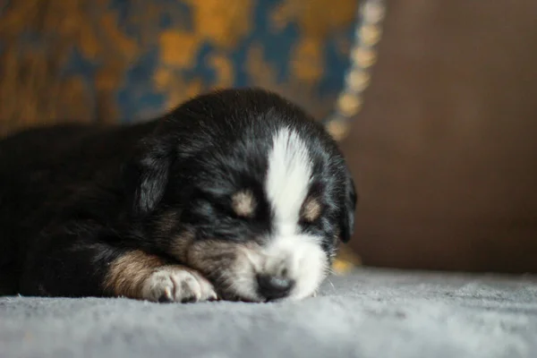 Een Close Opname Van Een Zwarte Berner Berg Puppy Liggend — Stockfoto