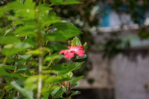 Kilátás Gyönyörű Hibiscus Virágzik Kertben — Stock Fotó