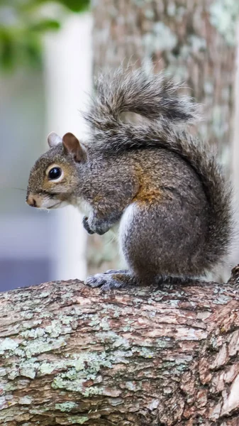 Closeup Shot Grey Squirrel Forest Blurred Background — Stock Photo, Image