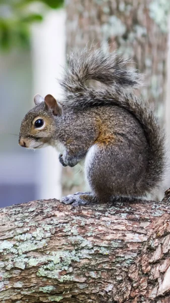 Närbild Bild Grå Ekorre Skog Suddig Bakgrund — Stockfoto