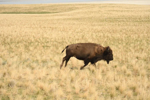 Gros Plan Bison Dans Une Prairie Couverte Herbe Séchée Sous — Photo