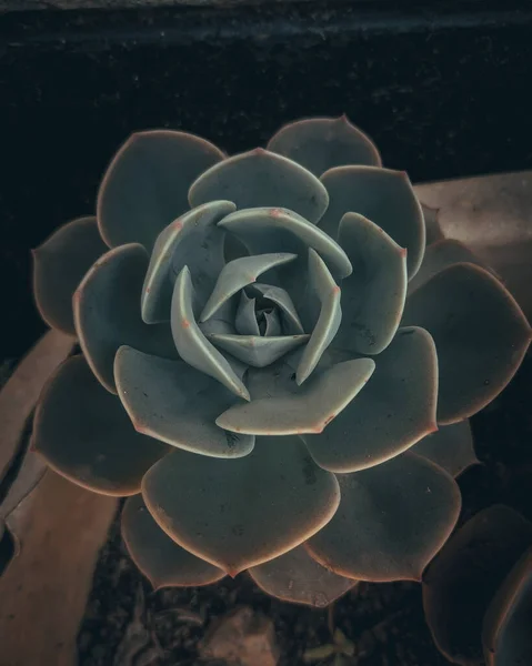 Een Verticaal Shot Van Echeveria Lilacina Een Pot — Stockfoto