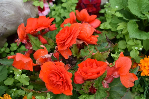 Closeup Beautiful Red Roses Garden — 图库照片