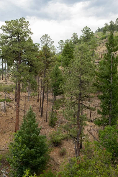 Une Forêt Verte Pendant Journée Nouveau Mexique — Photo