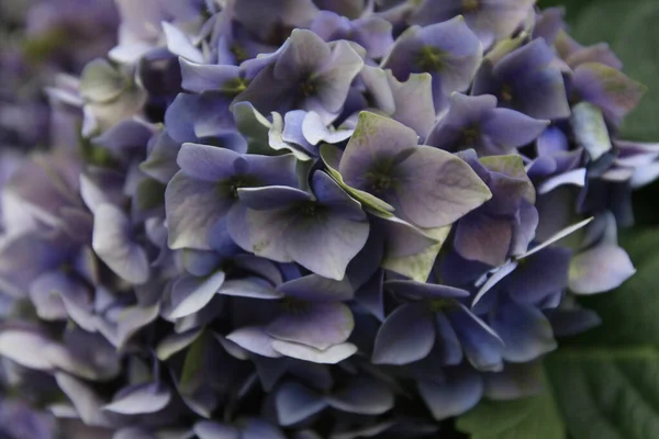 Крупный План Красивых Фиолетовых Цветов Цветущих Саду — стоковое фото