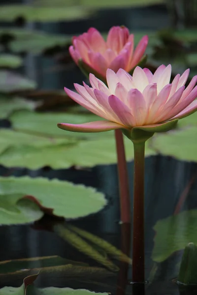 Closeup Beautiful Water Lily Flowers Pond — Stock Photo, Image