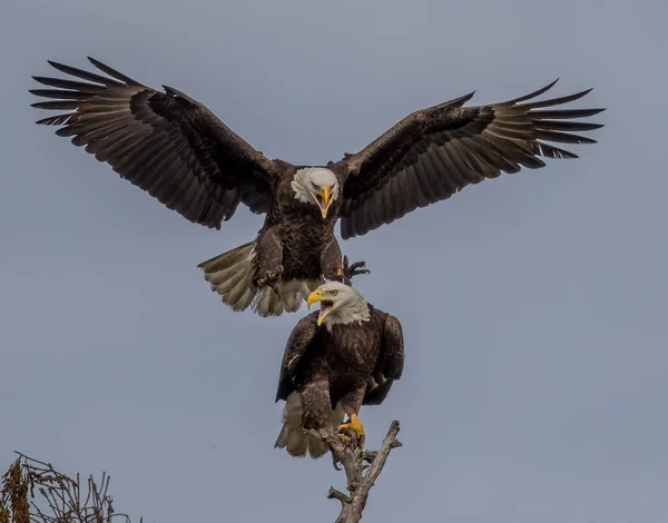 Kale Adelaars Gevangen Tijdens Het Gevecht — Stockfoto