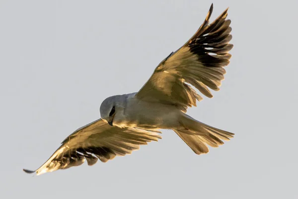 Uma Pipa Elanina Voadora Isolada Fundo Branco — Fotografia de Stock
