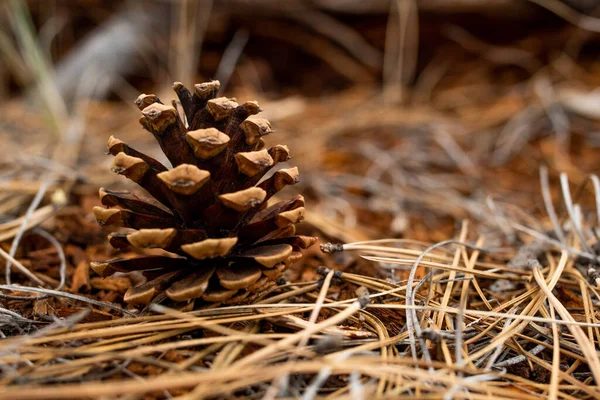 Nahaufnahme Eines Umgestürzten Kegels Auf Dem Trockenen Gras — Stockfoto