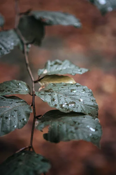 이슬방울로 낙엽의 클로즈업 — 스톡 사진