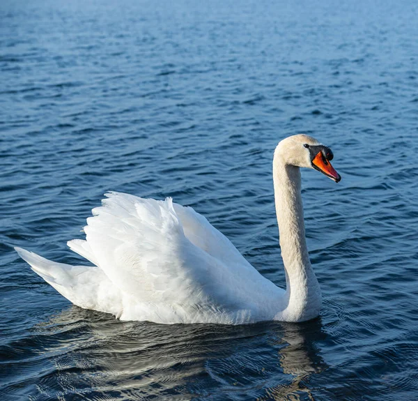 Schöne Aufnahme Eines Weißen Schwans Auf Einer Wasseroberfläche — Stockfoto