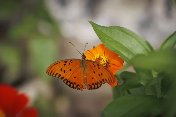 Une Belle Vue Sur Papillon Fritillaire Panaché Sur Fleur Souci — Photo