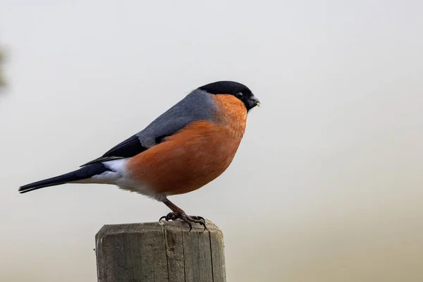 Bullfinch Eurasiático Poste — Foto de Stock