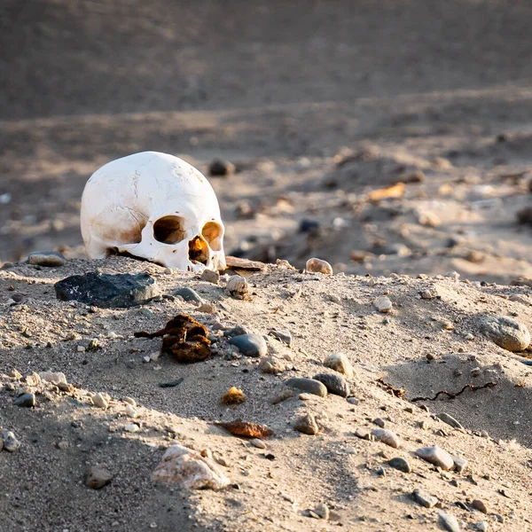 Zbliżenie Ludzkiej Czaszki Znalezionej Pustyni Nazca Peru — Zdjęcie stockowe