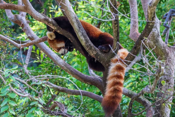 Červená Panda Ailurus Fulgens Šplhá Strom Zoo — Stock fotografie