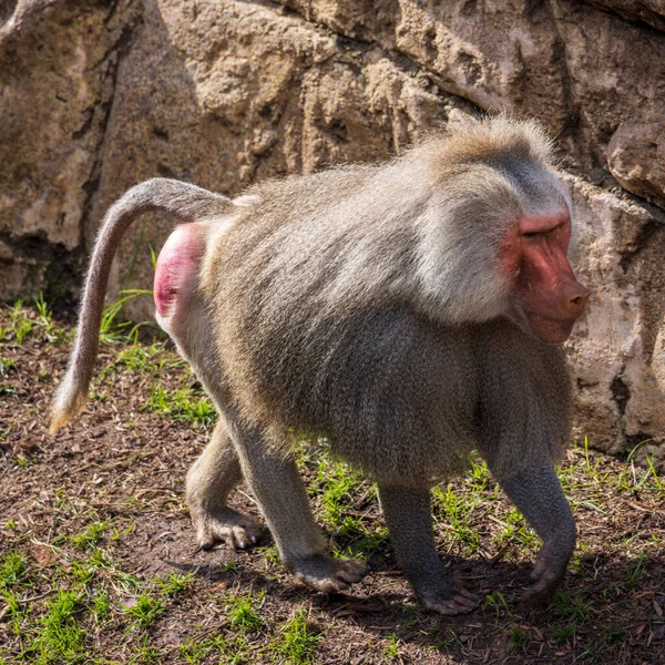 Μπαμπουίνος Hamadryas Περπατά Στο Ζωολογικό Κήπο Μια Ηλιόλουστη Μέρα — Φωτογραφία Αρχείου
