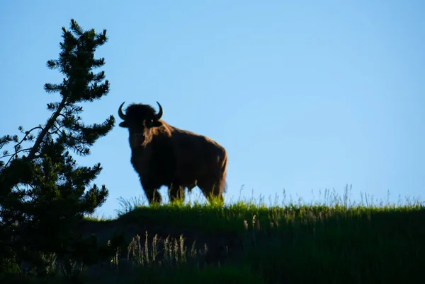 Nærbilde Bison Eng Dekket Grønt Sollyset Den Blå Himmelen – stockfoto