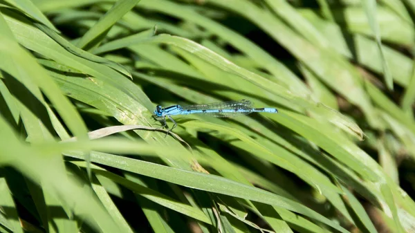 Ένα Κοντινό Πλάνο Του Enallagma Cyathigerum Dragonfly Στο Πράσινο Φύλλο — Φωτογραφία Αρχείου