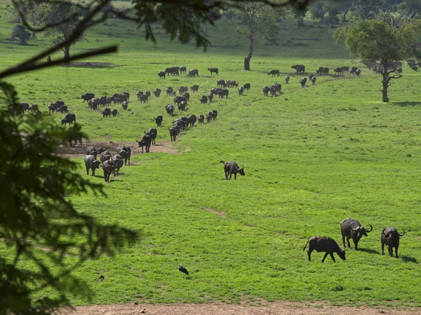Una Hermosa Vista Natural Los Grupos Buffalos Parque Natural Kenia —  Fotos de Stock
