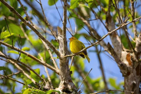 Ein Schöner Blick Auf Die Gelbgrasmücke Auf Dem Baum — Stockfoto