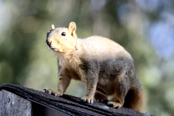 Closeup Shot Squirrel Standing Surface Looking — Stockfoto