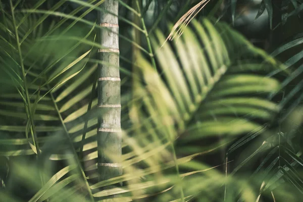 Closeup Green Bamboo Steam Forest — 图库照片