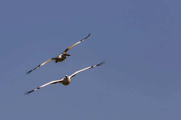 Een Paar Vliegende Vogels Geïsoleerd Een Blauwe Achtergrond — Stockfoto