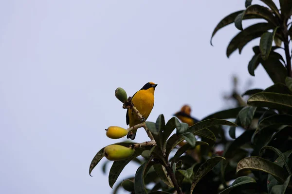 Krásný Výhled Oriole Kosa Sedící Stromě — Stock fotografie