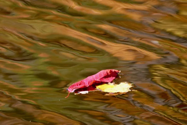 Closeup Dried Autumn Leaf Water — Stockfoto
