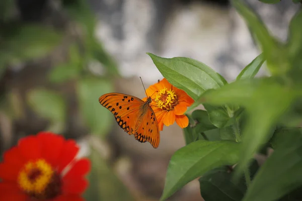 Une Belle Vue Sur Papillon Fritillaire Panaché Sur Fleur Souci — Photo