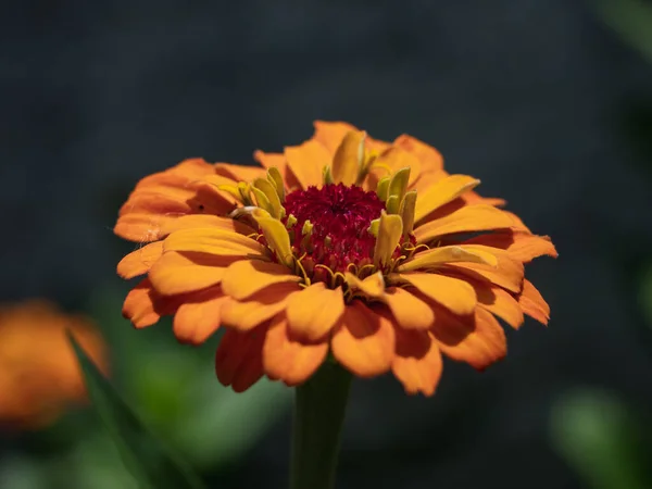 Gros Plan Zinnia Fleurissant Dans Jardin — Photo