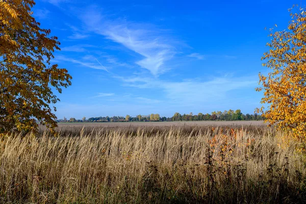 Piękny Widok Wysokich Traw Jesiennymi Drzewami Bokach Pod Błękitnym Niebem — Zdjęcie stockowe